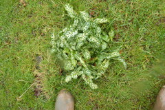 Arum italicum italicum