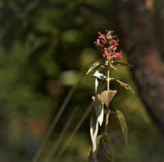 Colquhounia coccinea