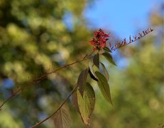 Colquhounia coccinea