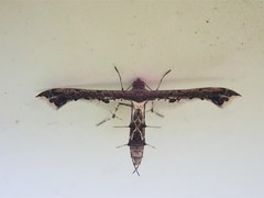 Michaelophorus indentatus