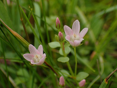 Lysimachia tenella