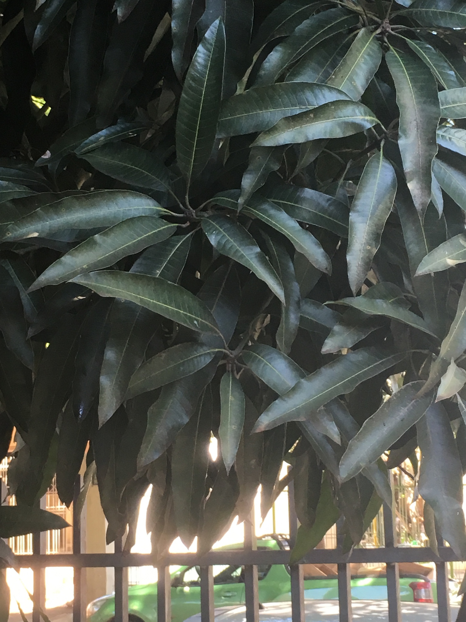 Mangifera indica