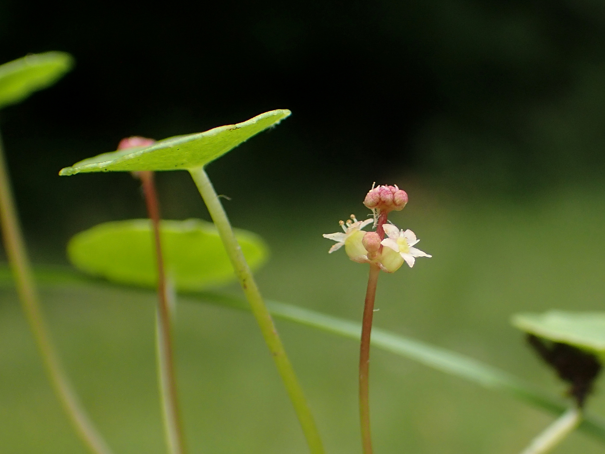 Hydrocotyle