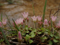Lysimachia tenella