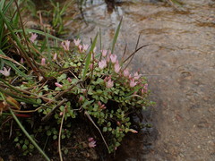 Lysimachia tenella