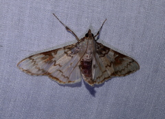 Azochis