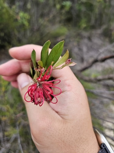 Red Spider Flower (Grevillea speciosa)