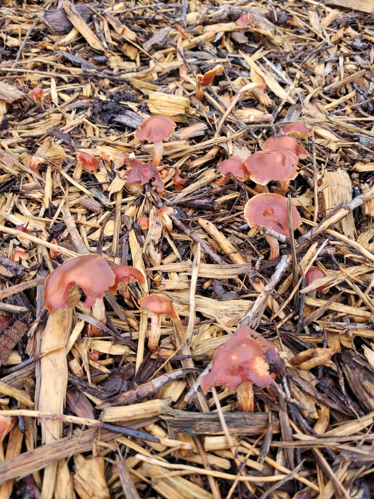 Leratiomyces ceres · February 2026 · photo: © communityluke (iNaturalist, cc-by)