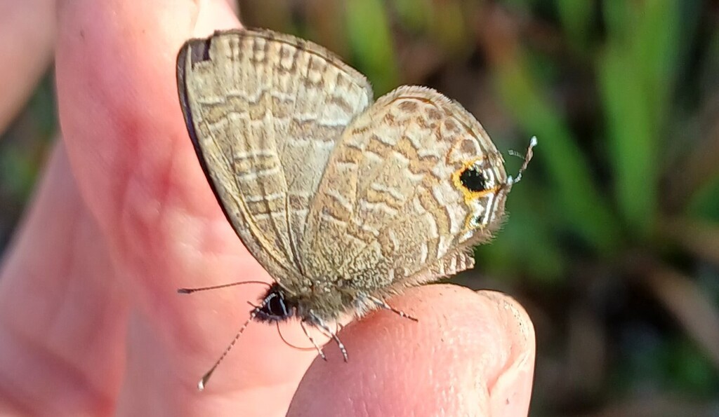 Common Line Blue Common Line Blue from Kapatagan (Rizal), Digos, Davao del Sur ...