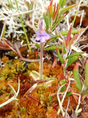 Pinguicula villosa