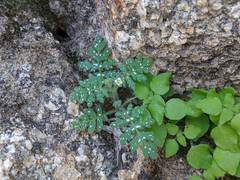 Eucrypta chrysanthemifolia bipinnatifida
