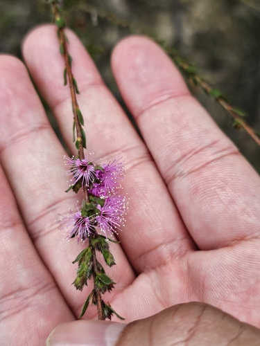 Pink Kunzea (Kunzea capitata)
