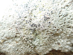Circinaria caesiocinerea