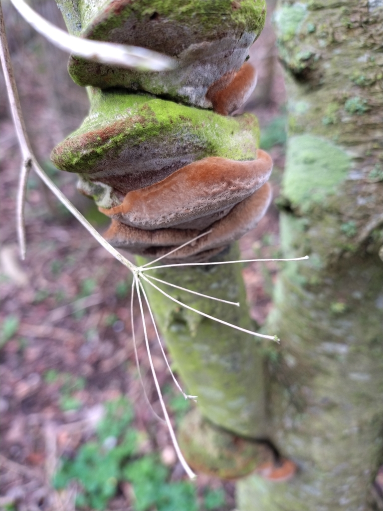 Phellinus pomaceus · February 2026 · photo: © chrisprocter (iNaturalist, cc-by)