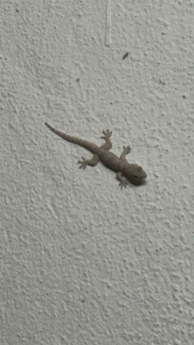 Flat-tailed House Gecko