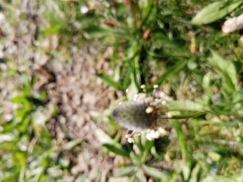 Hare's-foot Plantain