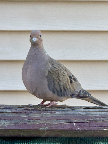 Mourning Dove