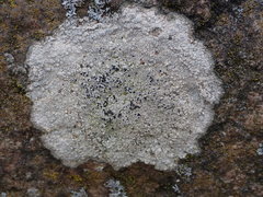 Circinaria caesiocinerea
