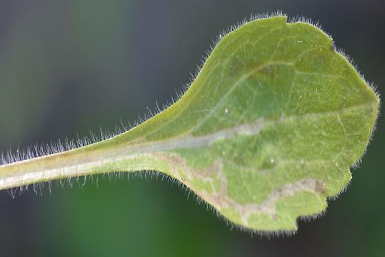 Ophiomyia erigeronis