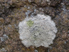 Circinaria caesiocinerea