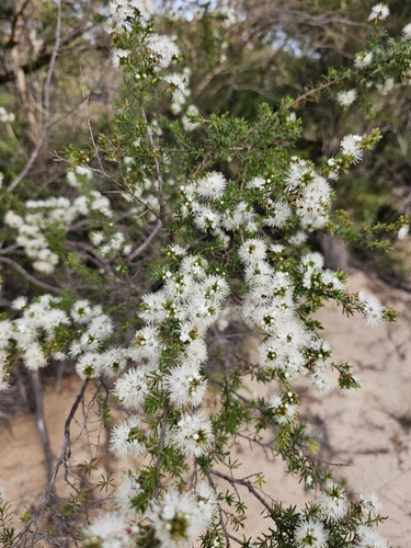 Butterfly Bush (Kunzea ambigua)