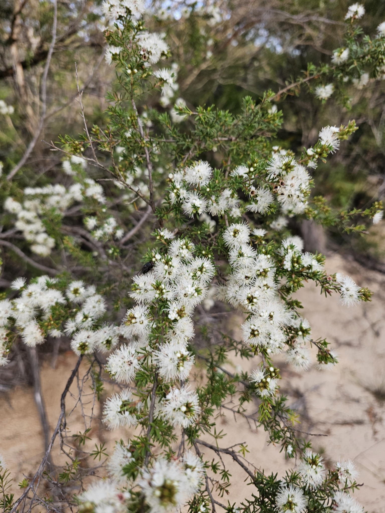 Butterfly Bush (Kunzea ambigua)