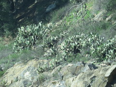 Opuntia × occidentalis