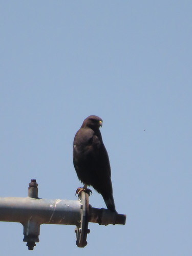 Gabar Goshawk (Micronisus gabar), photo 5