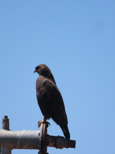 Gabar Goshawk (Micronisus gabar), photo 4
