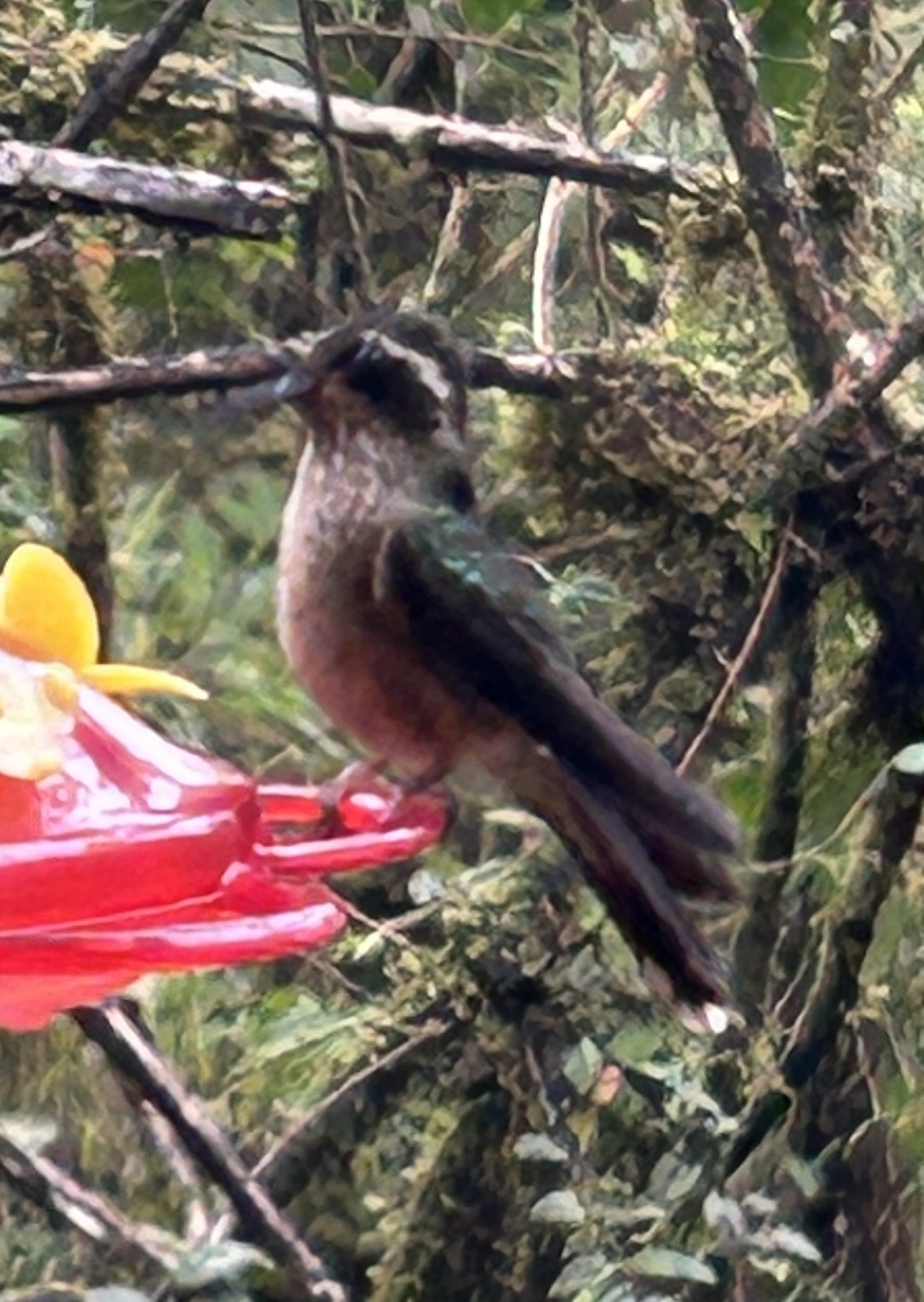 Speckled Hummingbird (Adelomyia melanogenys), photo 9