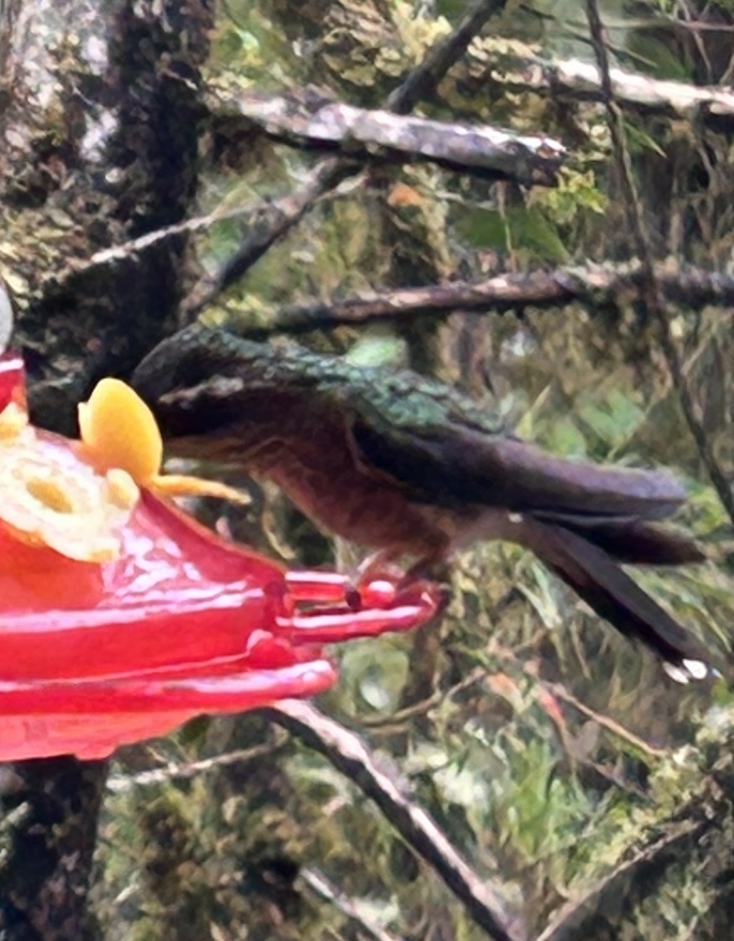 Speckled Hummingbird (Adelomyia melanogenys), photo 10
