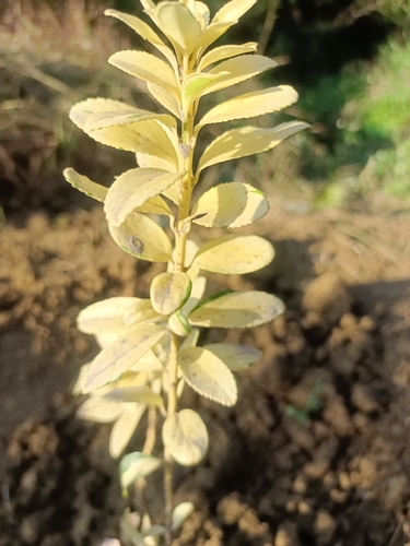 Euonymus japonicus iNat (1)