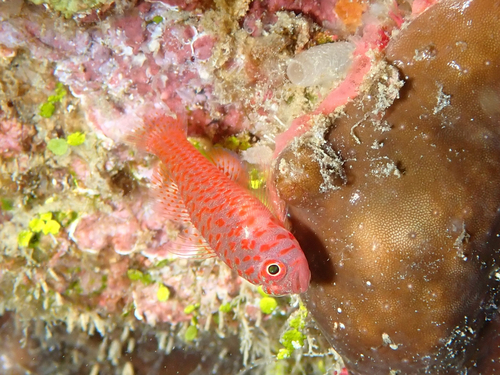 Trimma okinawae observed 2026-02-27