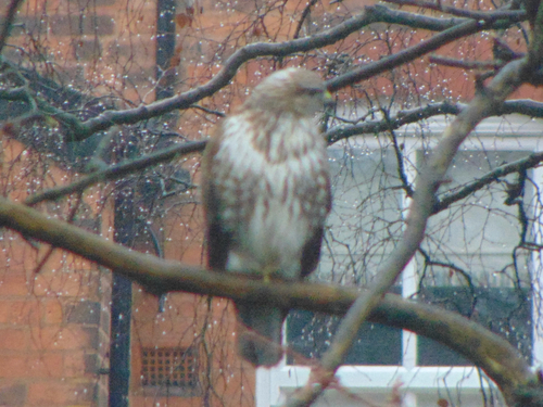 Common Buzzard
