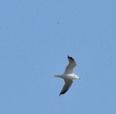 Larus argentatus vegae