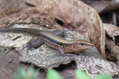Delicate Ameiva photo 4