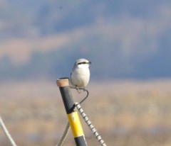 Lanius sphenocercus