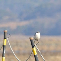 Lanius sphenocercus