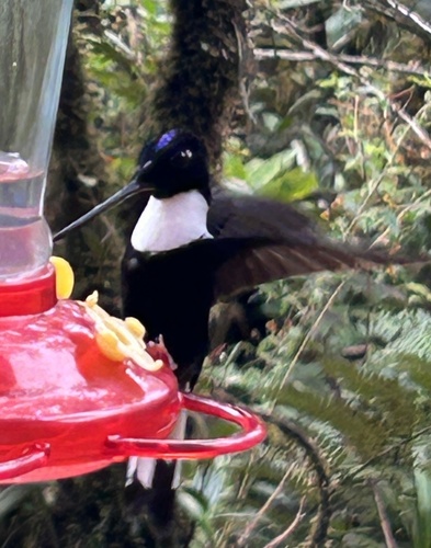 Collared Inca (Coeligena torquata), photo 4