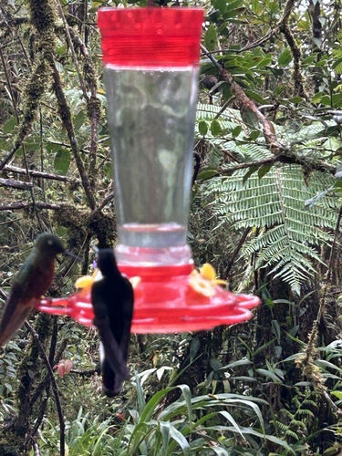 Collared Inca (Coeligena torquata), photo 5
