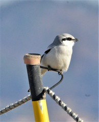 Lanius sphenocercus