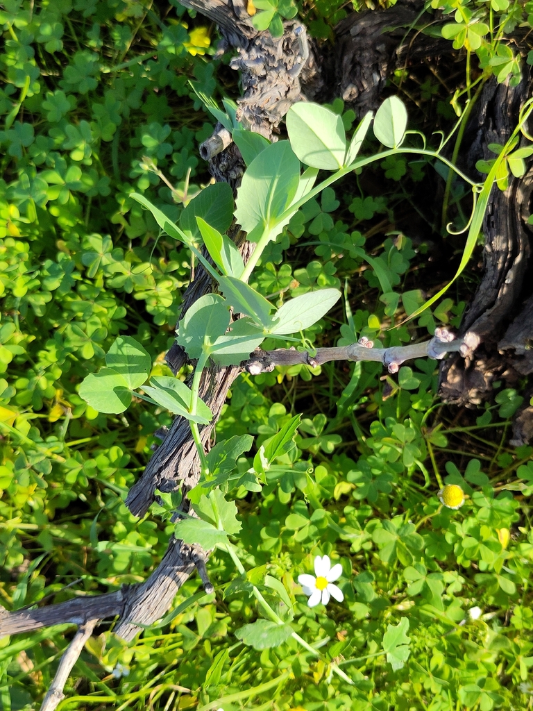 Pea plant with tendrils and white flowers