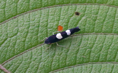 Microgoniella tristicula