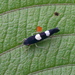 Microgoniella tristicula - Photo (c) Paul Tavares, algunos derechos reservados (CC BY-NC), subido por Paul Tavares