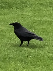 Corvus corone
