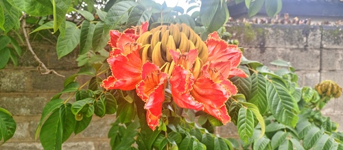 African tulip tree