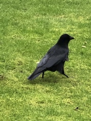 Corvus corone