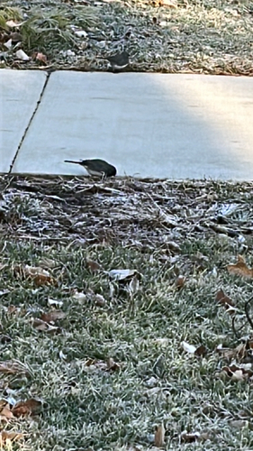 Dark-eyed Junco