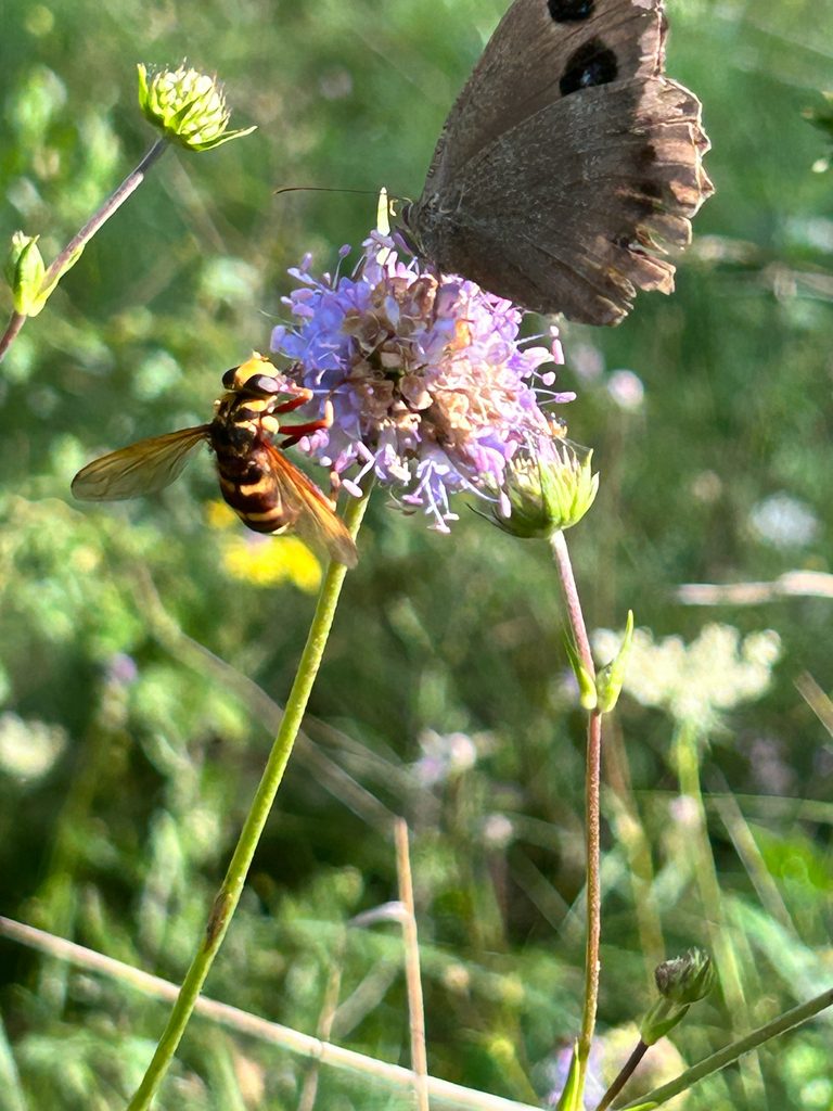 Milesia crabroniformis