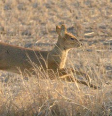 Hydropotes inermis argyropus